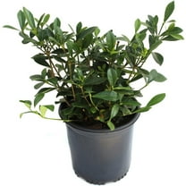 1 gal Gardenia 'Frostproof' Live Shrub with Full Sunlight
