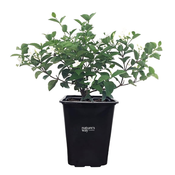 Nature's Way Farms Jasmine Asian Snow Live Plant (18-24 in. Tall) in Grower Pot