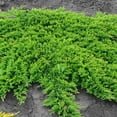 thumbnail image 6 of Prince of Wales Juniper - 30 Live Plants - Drought Tolerant Cold Hardy Evergreen Ground Cover, 6 of 8
