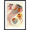 thumbnail image 2 of Art.com Jelly Fish Art Print by Ernst Haeckel, Black Frame Wall Art, 21" x 29", 2 of 5