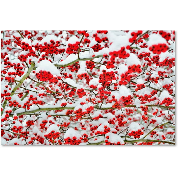 Trademark Fine Art "Winter Berries in the Snow" Canvas Art by Kurt Shaffer