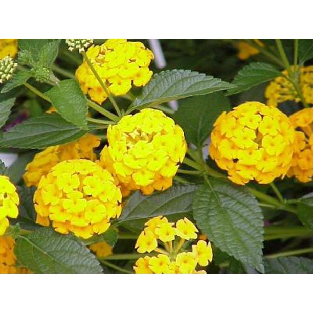 Classy Groundcovers Lantana 'New Gold' 'Ham and Eggs' {25 Pots 3 1/