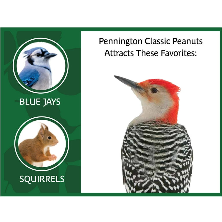 Pennington Classic Shelled Peanuts Wild Bird and Wildlife Feed, 5 lb. Bag Pennington Classic Shelled Peanuts Wild Bird and Wildlife Feed, 5 lb. Bag
