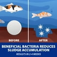 thumbnail image 3 of The Pond Guy Muck Defense, Natural Sludge Control Treatment, 96 Tablets, 3 of 9