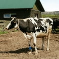 thumbnail image 3 of Cow Foot Tag Tie, 10Pcs Strong Accurate Monitoring Cow Pedometer Tag Band Plastic  for Cow Pedometer Tag for Calving, 3 of 7