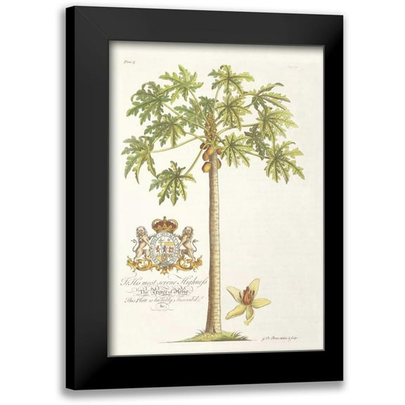 Ehret, Georg 11x14 Black Modern Framed Museum Art Print Titled - Papaya Tree