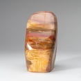 thumbnail image 5 of Polished Petrified Wood Freeform from Madagascar (6 lbs), 5 of 5