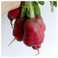 thumbnail image 2 of Everwilde Farms - 1/4 lb Crimson Giant Radish Seeds - Gold Vault Bulk Seed Packet, 2 of 3