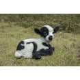 thumbnail image 2 of Hi-Line Gift Ltd. Small Black & White Baby Lamb Lying Down, 2 of 6