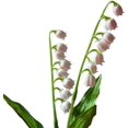 thumbnail image 3 of Paquete de 12 flores artificiales de lirio de los valles, flores de imitación, carillón de viento, orquídea, ramo de boda, arreglo de flores blancas para boda, hogar, decoración interior y exterior Ofspeizc CZJJ-HQ73, 3 of 7