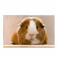 thumbnail image 1 of SUNENAT Guinea Pig Dutch Rats Cute Animal Home Decor Non Slip Soft Bath Rug Mats Shower Rug for Tub Bathroom Bedroom Large Size 20 x 32 Inches, 1 of 5
