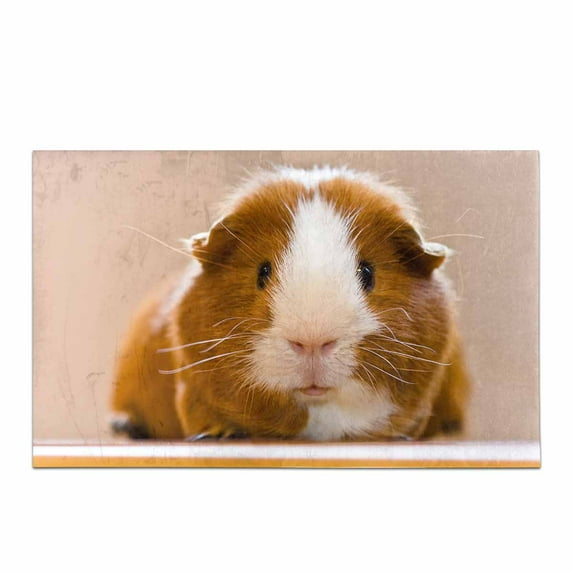 SUNENAT Guinea Pig Dutch Rats Cute Animal Home Decor Non Slip Soft Bath Rug Mats Shower Rug for Tub Bathroom Bedroom Large Size 20 x 32 Inches