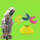 thumbnail image 4 of M Collar para pájaros, loros, Collar antimordeduras de seguridad, Collar para desplumar plumas para pájaros, 4 of 5