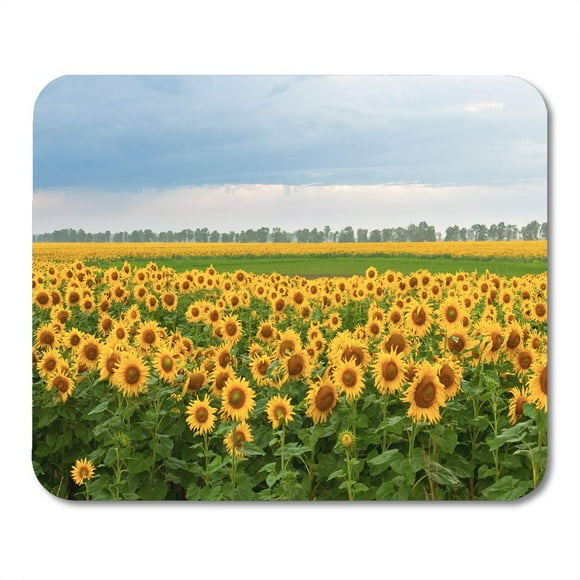 NUDECOR Colorful Nature Blooming Sunflowers Field and Cloudy Sky Green Landscape Mousepad Mouse Pad Mouse Mat 9x10 inch