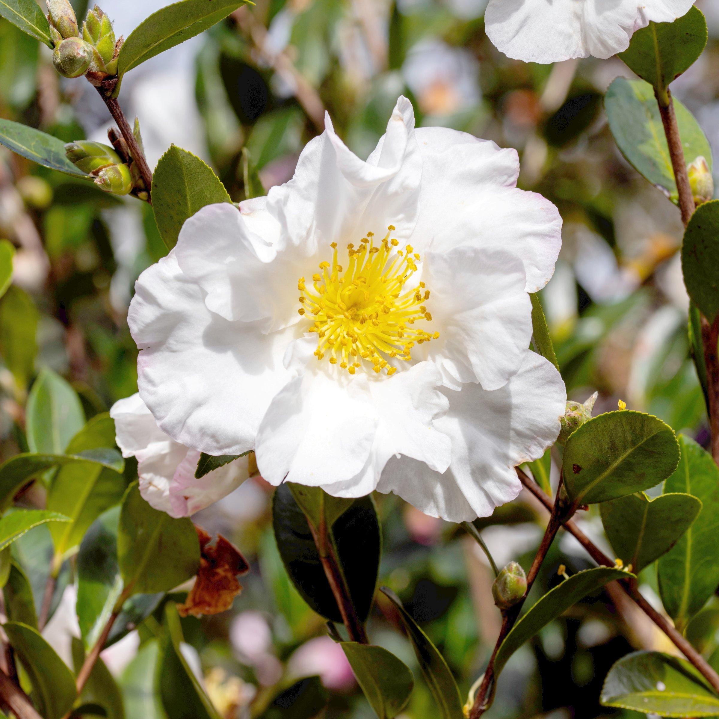 National Plant Network 3 gal. Camellia Sasanqua Northern Exposure Shrub