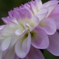 thumbnail image 2 of Crane, Rita 15x15 Gold Ornate Wood Framed with Double Matting Museum Art Print Titled - Lavender Dahlia IV, 2 of 4