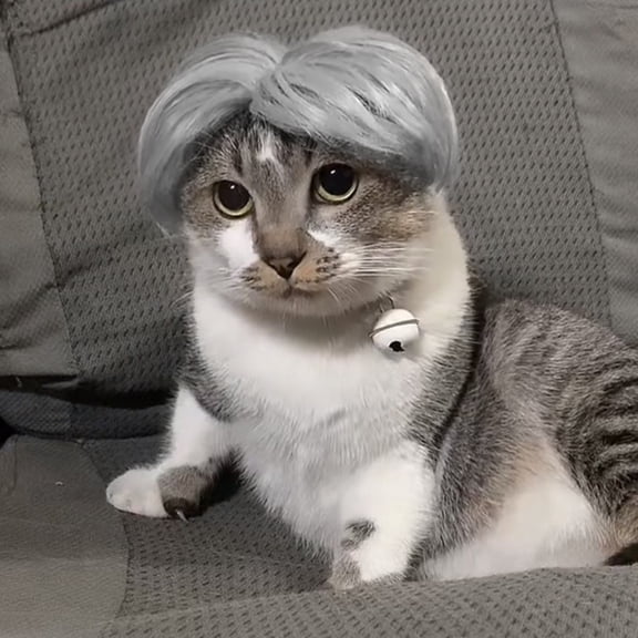 Pet Wig Costume for Cats and Dogs Funny Headpiece for Dress Up Photoshoot Party Decoration Silly Animal Hair Wig Silly Look, 8 Inch Gray