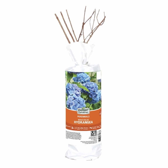 Expert Gardener Hydrangea Nikko Blue - 1 Dormant Bare Root, Partial Sun, Blue Perennial