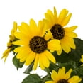 thumbnail image 3 of Sunfinity 2QT Yellow Sunflower Live Annual Plant Sun 3-Pack, 3 of 7