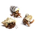 thumbnail image 1 of Cangrejos Ermitaños Vivos Nature Gift Store 3 Pequeños con Conchas, 1 of 9