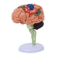 thumbnail image 4 of Modelo anatómico desmontado 4D, modelo de cerebro humano, figura de escritorio de anatomía, rompecabezas para aula, biología, aprendizaje, estudio,, 4 of 8