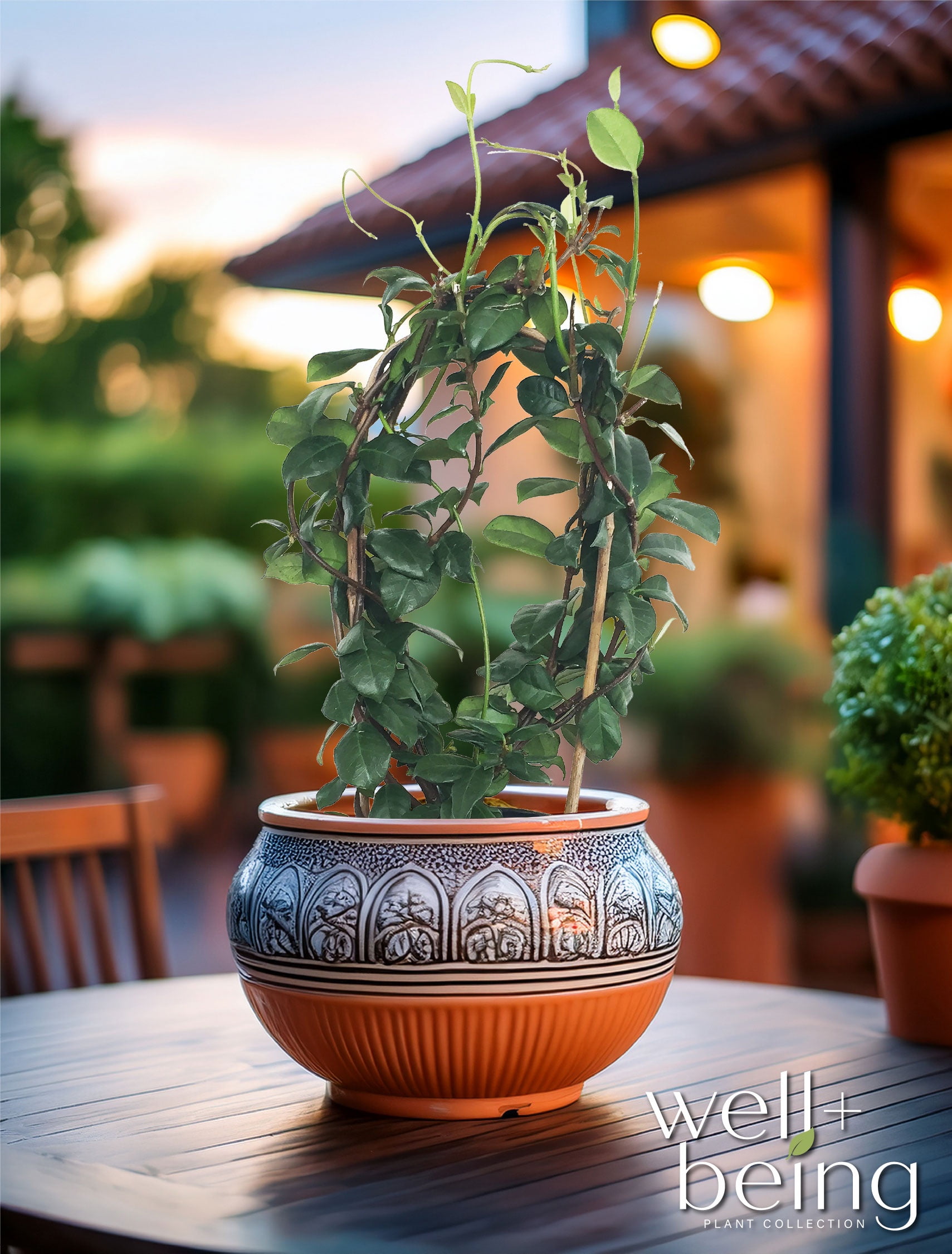 Nature’s Way Farms Jasmine Confederate Staked Outdoor Live Plant (15-25in Tall) in Grower Pot