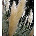 thumbnail image 3 of 25 White Pampas Grass Plants - Cortaderia selloana - 2.5" Pot, 3 of 3