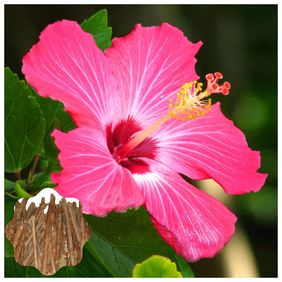 7 Hibiscus Cuttings for Planting Pink Hibiscus Flower Plant Perennial Flowering Shrub Outdoor Indoor Garden