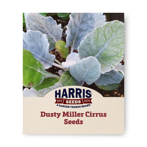 Harris Seeds - Dusty Miller Cirrus Seeds - Round Silver Leaves - 500 Seeds