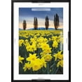thumbnail image 5 of Art.com Skagit Valley Daffodils I Art Print by Alan Majchrowicz, Black Frame Wall Art, 21" x 29", 5 of 5
