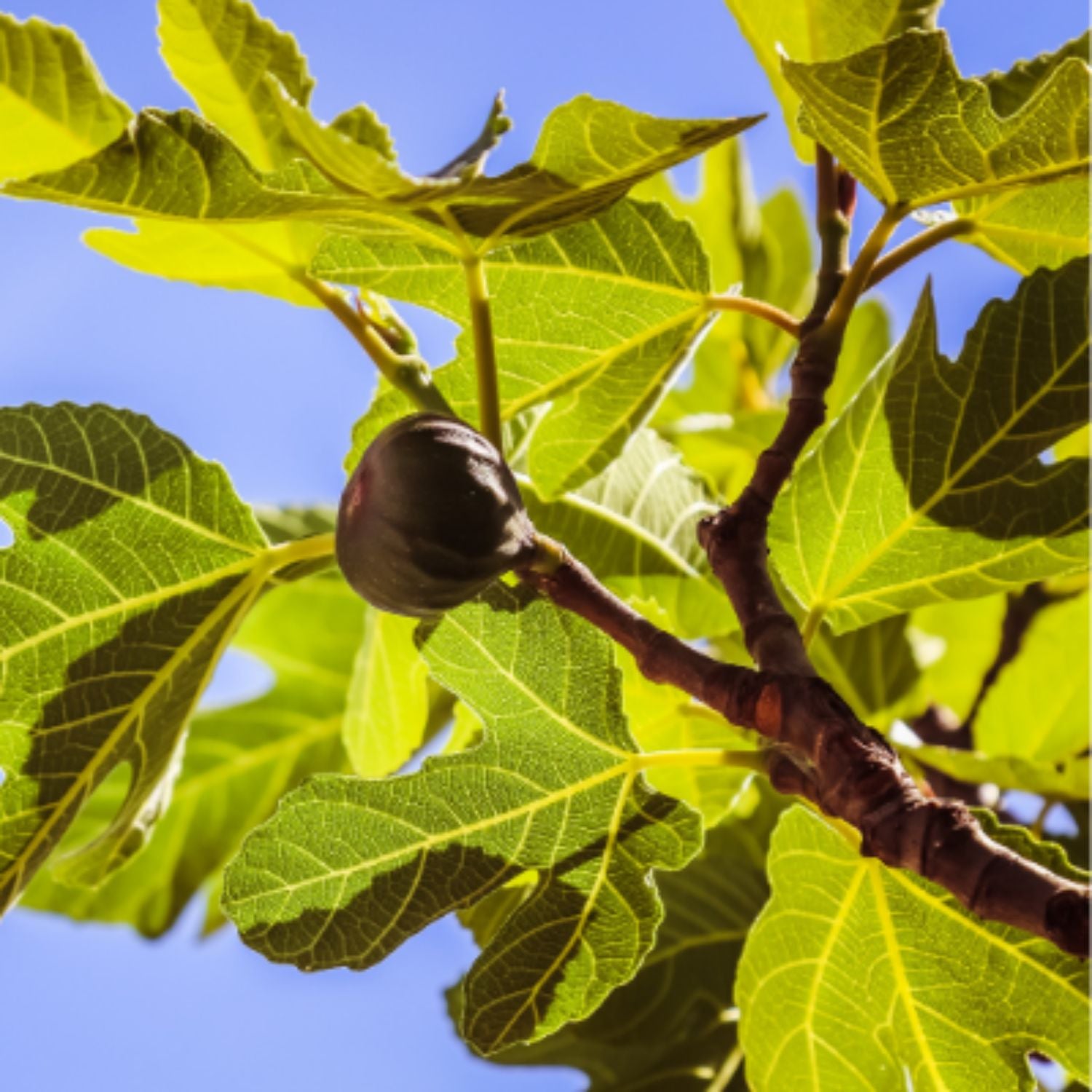 Expert Gardener Texas Everbearing Fig Live Tree - 3 to 4 Ft Tall, 7 Gallon Pot