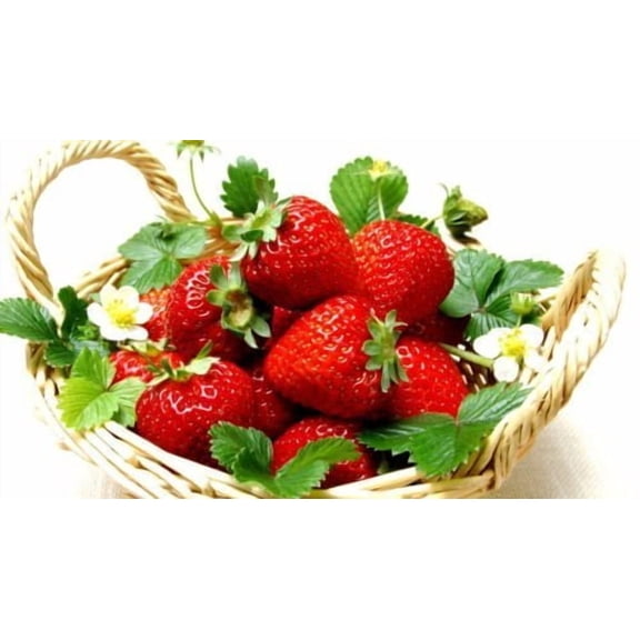 Everbearing Ozark Beauty Strawberry Plants 20 Bare Root Plants - TOP PRODUCER