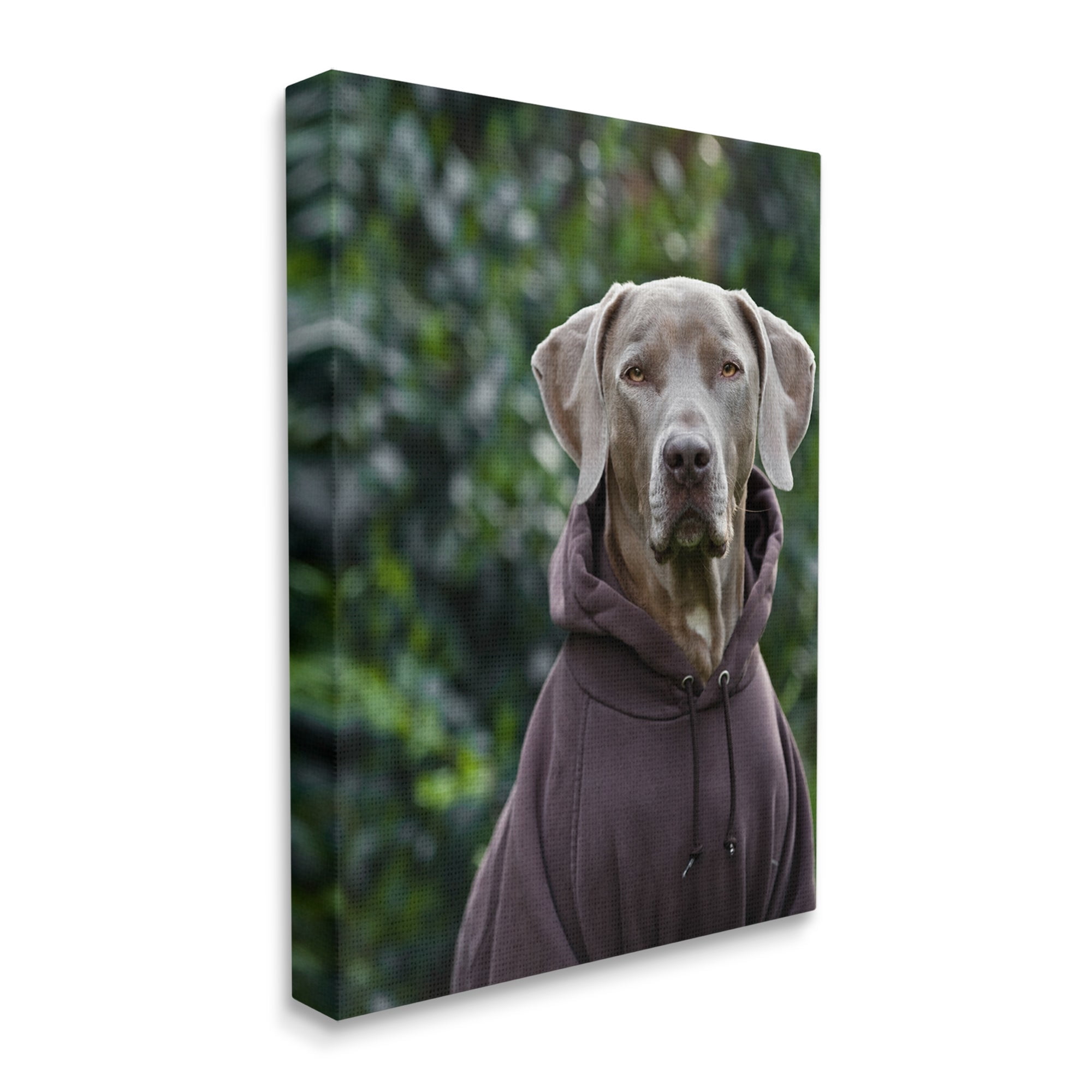 Stupell Industries Labrador Dog Wearing Sweatshirt Hoodie Detailed Photography Photograph Gallery Wrapped Canvas Print Wall Art, Design by Michael Brian