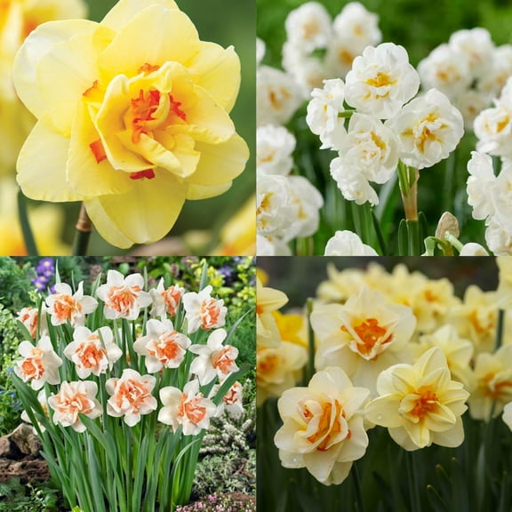 20 Double Daffodil Mix Flower Bulbs, Perennial Flowers for Garden or Containers