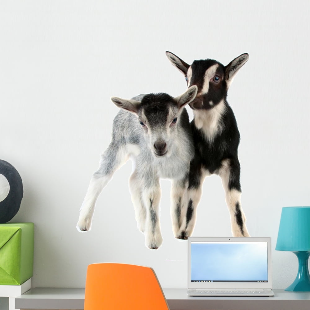 Little Goat Wall Decal by Wallmonkeys Peel and Stick Graphic (24 in H x