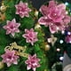 thumbnail image 4 of 5pcs Christmas Flowers Glitter Artificial Poinsettia Floral Xmas Tree Ornaments DIY Garlands Home Wedding Party Decorations Gift, 4 of 5