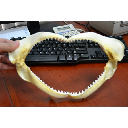 - Real Black Tip Shark Teeth Tooth Jaw Mouth Craft 11