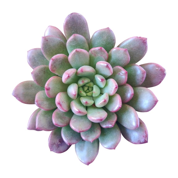 Graptoveria Bashful Succulent (2"  Plastic Pot) - Graptoveria Pink Ruby Succulent - Tiny, Lovely, Easy to Care Succulent for Beginners - Live Succulent for Home Office