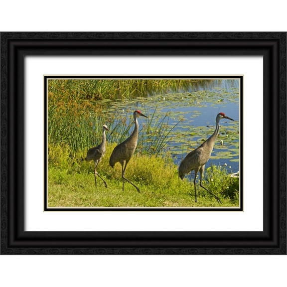 Illg, Cathy and Gordon 32x23 Black Ornate Wood Framed with Double Matting Museum Art Print Titled - USA, Florida Sandhill crane parents and young