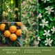 thumbnail image 2 of Aroma de néctar de madreselva Wax Melts Scentsationals, 300 ml (24 cubos), 2 of 7