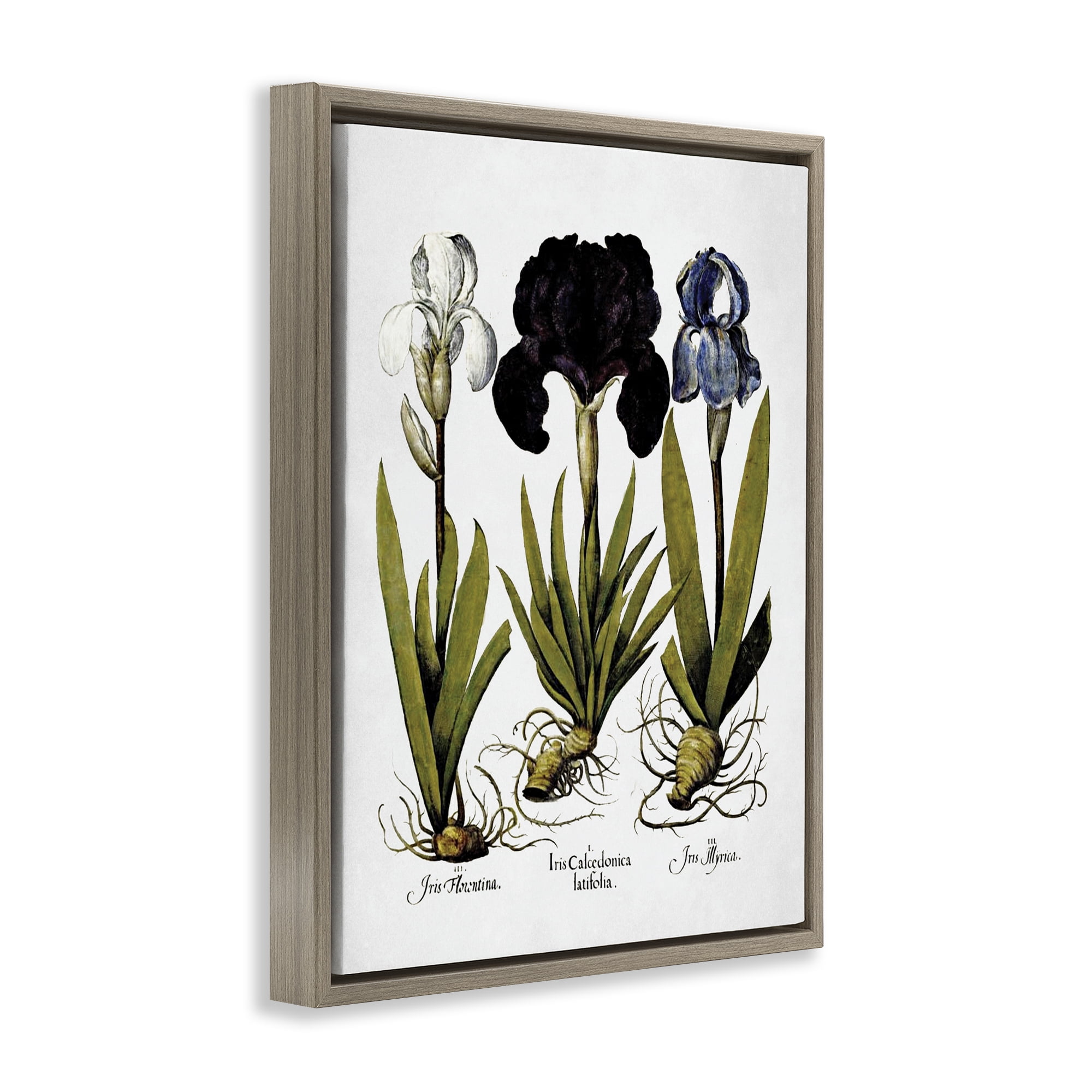 Stupell Industries Vintage Iris Flowers Botanical & Floral Painting Brown Floater Framed Art Print Wall Art, 25 x 31