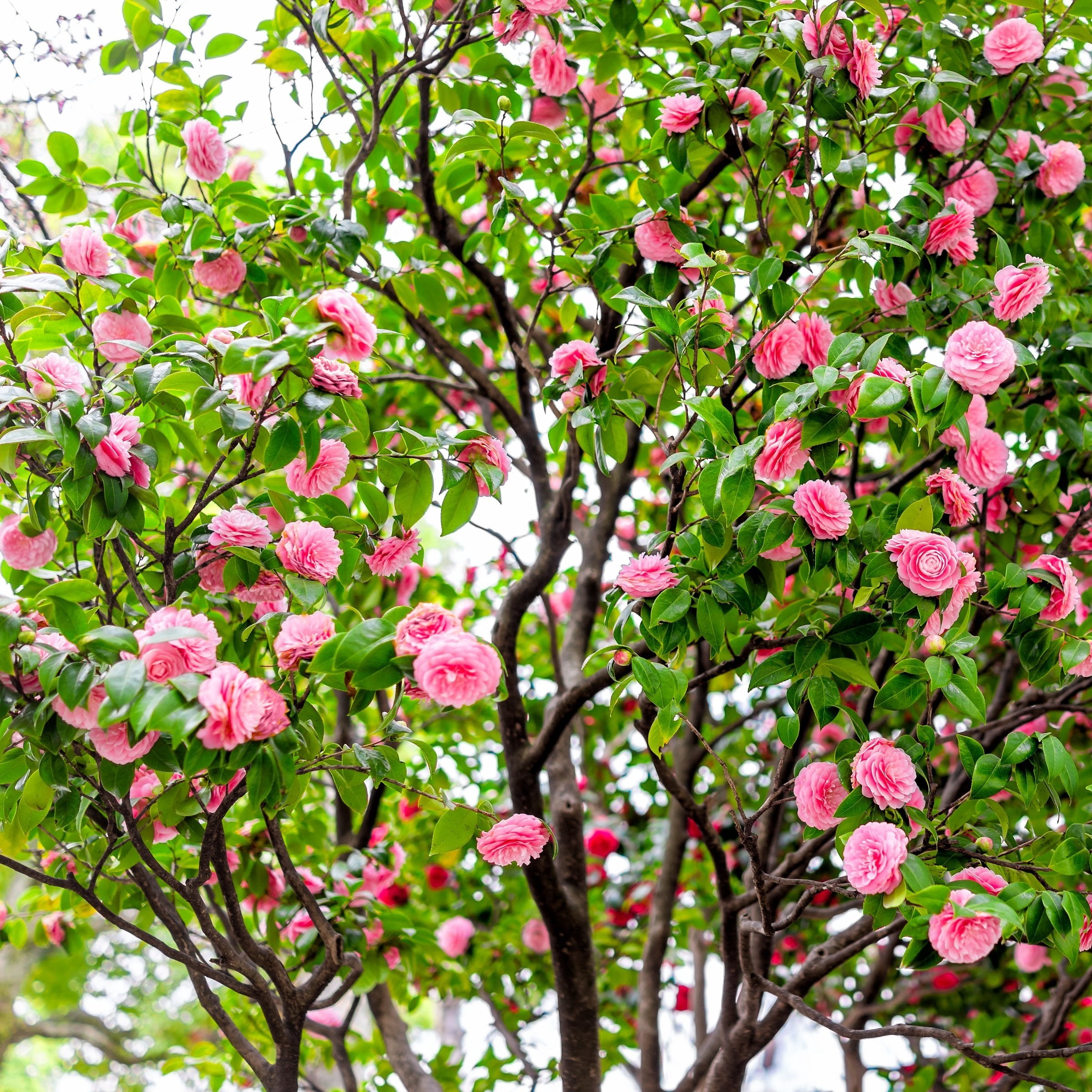 National Plant Network 3 gal. Camellia Pink Perfection Live Shrub