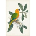 thumbnail image 2 of Vision Studio 17x24 White Modern Wood Framed Museum Art Print Titled - UA Tropical Bird and Flower I, 2 of 4