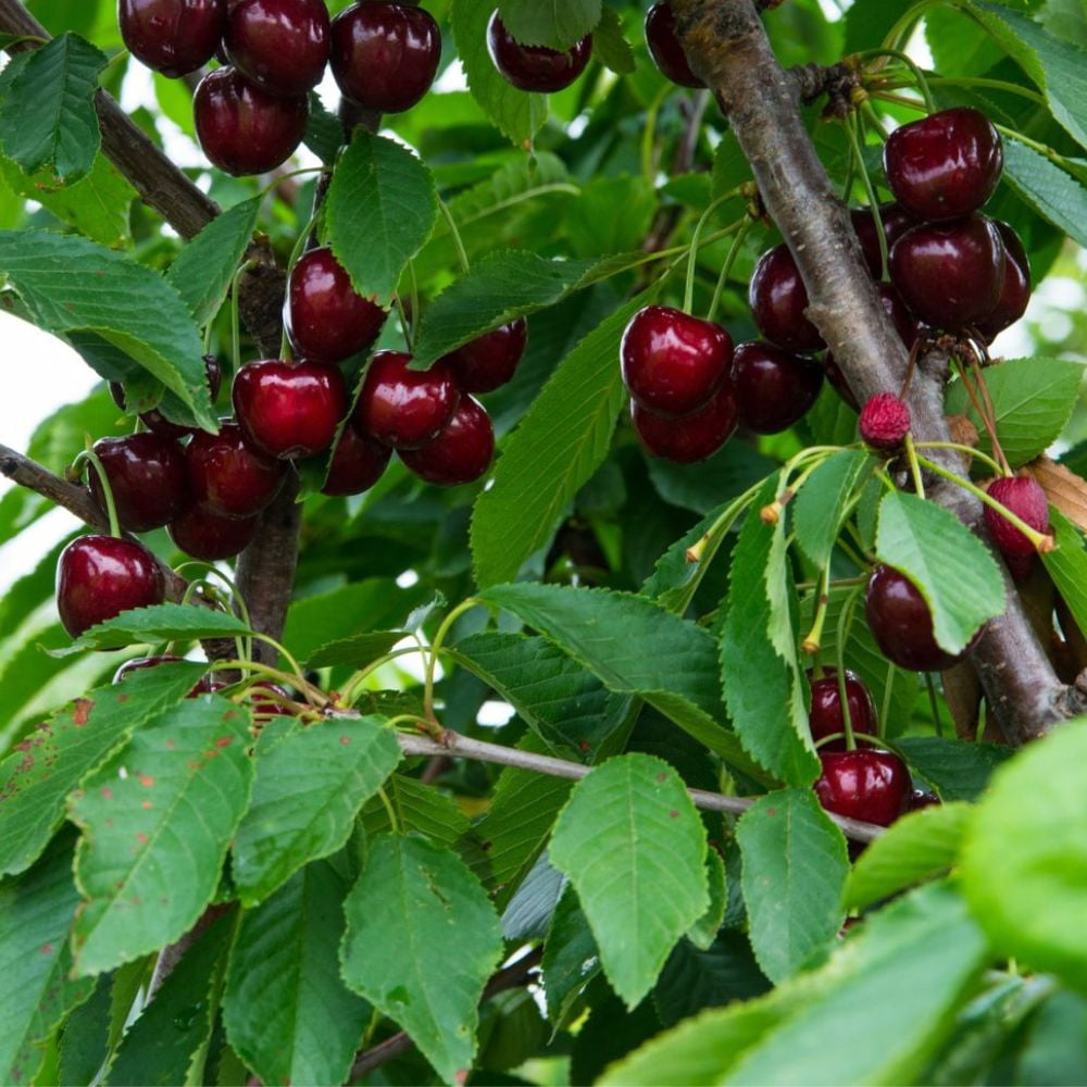 Expert Gardener 2-3 ft. tall Santina Fruiting Cherry Live Tree in 5-Gallon Grower Pot