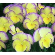 2.5qt Viola Painted Pot