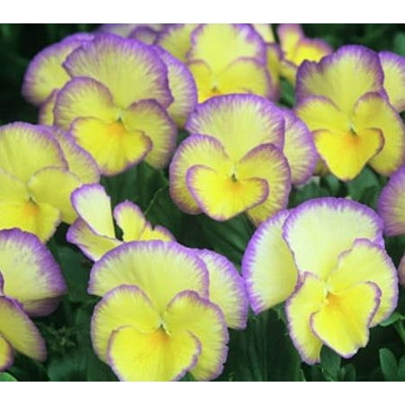 2.5qt Viola Painted Pot