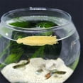 thumbnail image 4 of unbranded 8Ud Mop De Cría Para Acuario Con Material Duradero Para Desove, 4 of 7