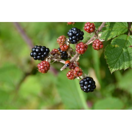 LAMINATED POSTER Fruit Berries Bush Ladybug Blackberry Black Red Poster Print 24 x (Best Gloves For Blackberry Bushes)