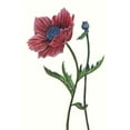 thumbnail image 2 of Wang, Melissa 13x18 White Modern Wood Framed Museum Art Print Titled - Poppy Flower II, 2 of 4