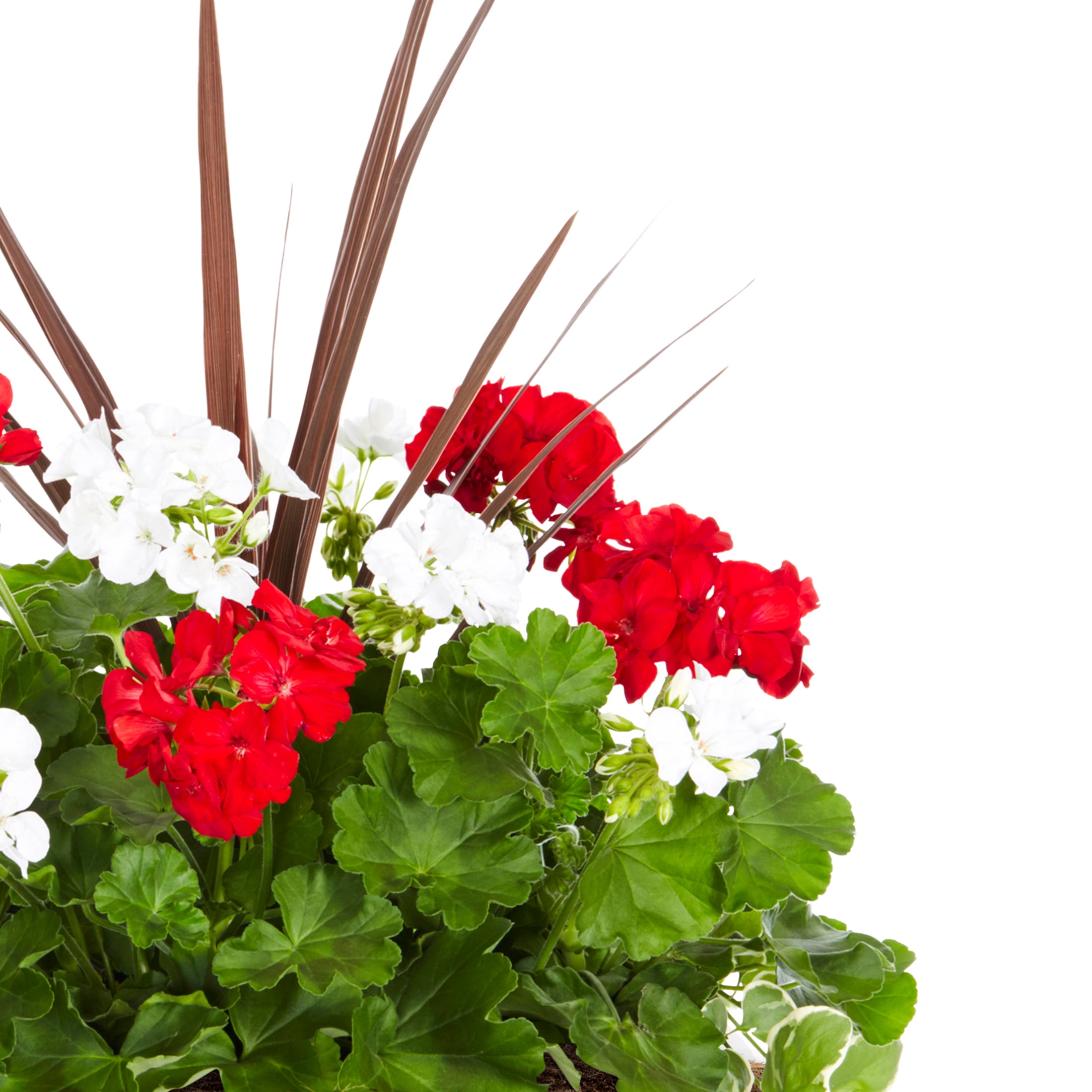 Better Homes & Gardens 2.5G Multicolor Geranium Live Plants with Decorative Planter